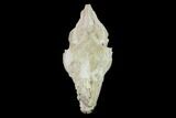 Fossil Oreodont (Merycoidodon) Skull - Wyoming #134356-1